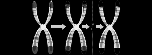Telomere support
